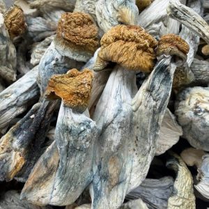 PENIS ENVY MUSHROOMS