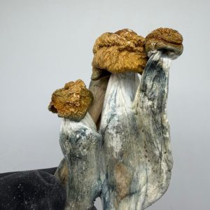 PENIS ENVY MUSHROOMS