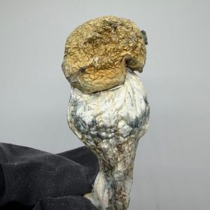 PENIS ENVY MUSHROOMS