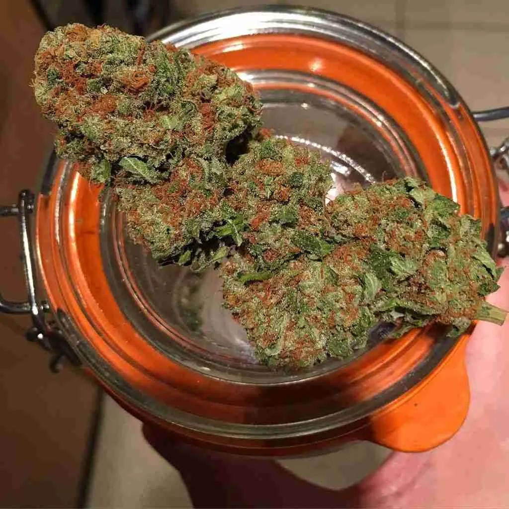 OG Kush - THC Vape Store UK